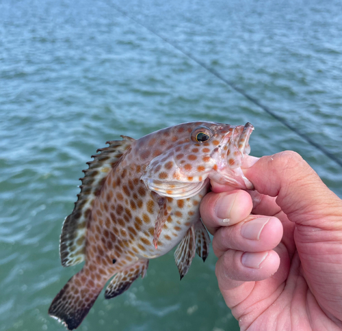 オオモンハタの釣果