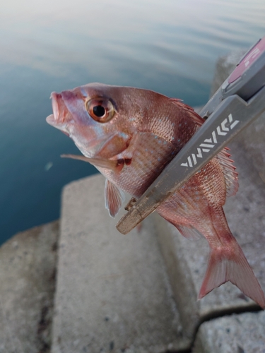 タイの釣果