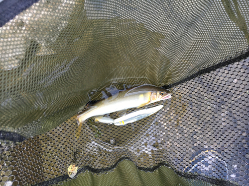 アユの釣果