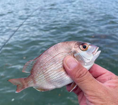 チャリコの釣果