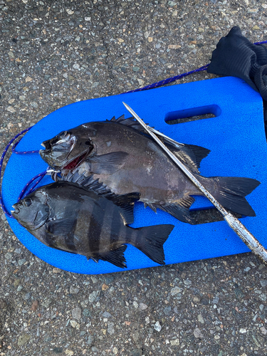 イシダイの釣果