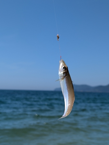 シロギスの釣果