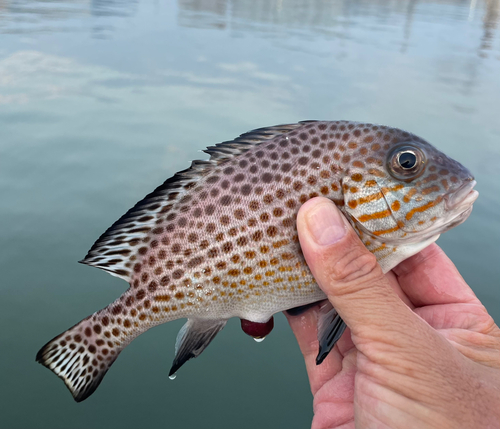 コロダイの釣果