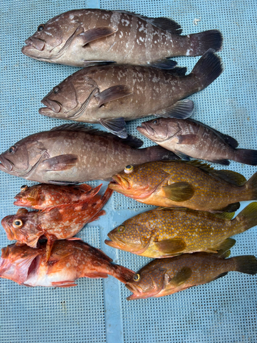 マハタの釣果