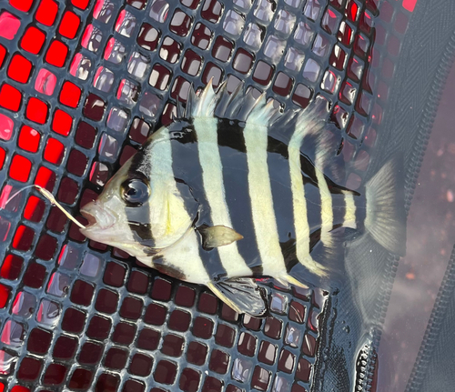 イシダイの釣果