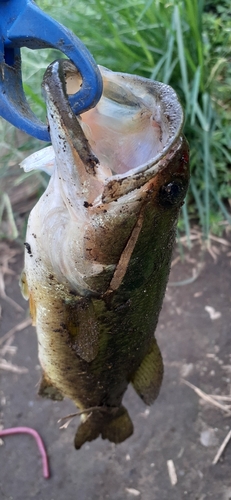 ラージマウスバスの釣果