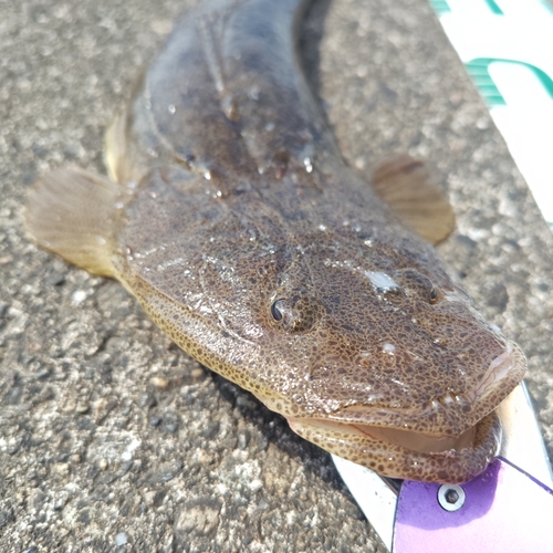 マゴチの釣果