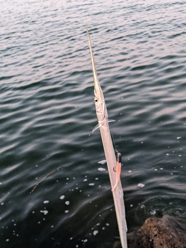 ダツの釣果