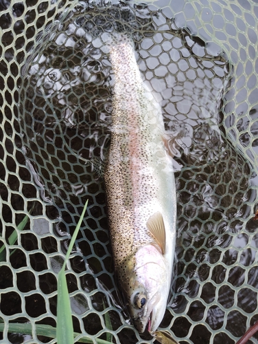 ニジマスの釣果