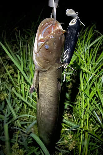 ナマズの釣果