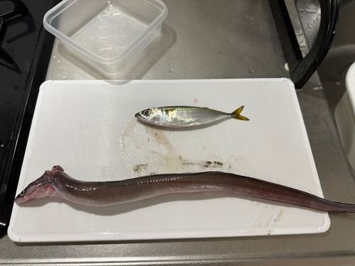 アナゴの釣果