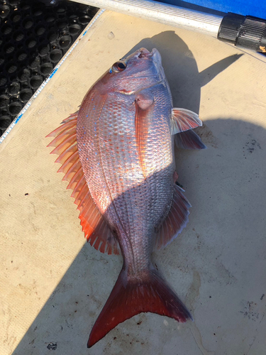 タイの釣果