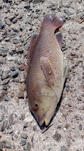 コブダイの釣果