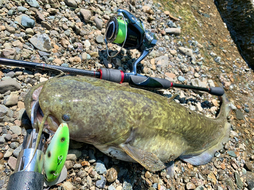 ナマズの釣果