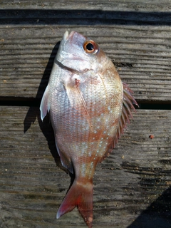 マダイの釣果