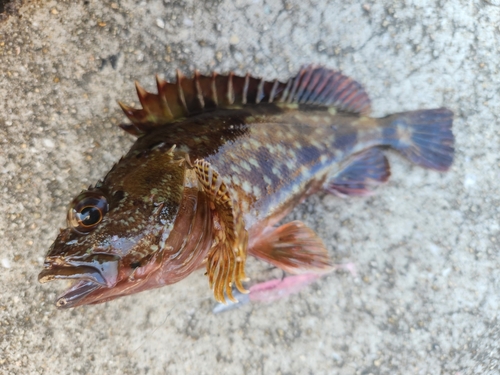 カサゴの釣果