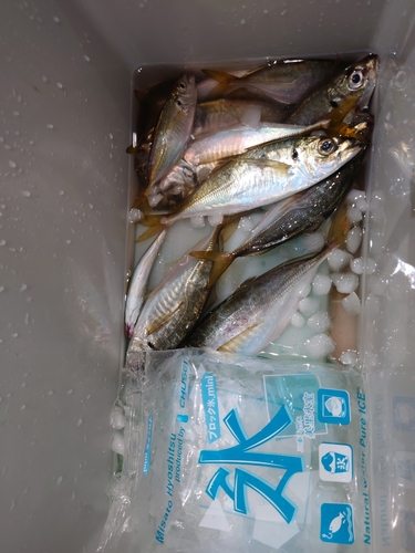 アジの釣果