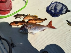 マダイの釣果