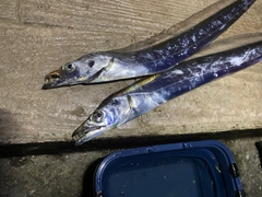 タチウオの釣果