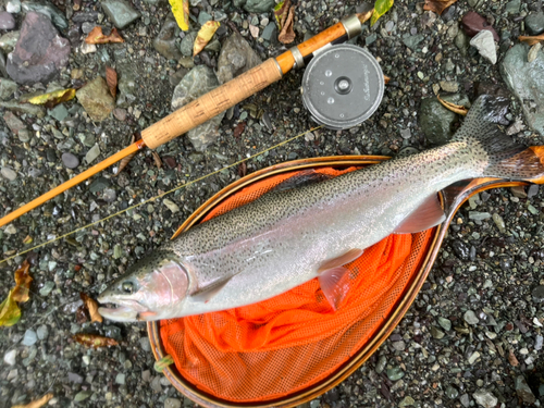 ニジマスの釣果