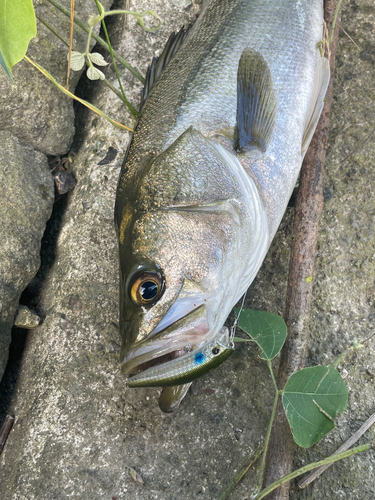 マルスズキの釣果