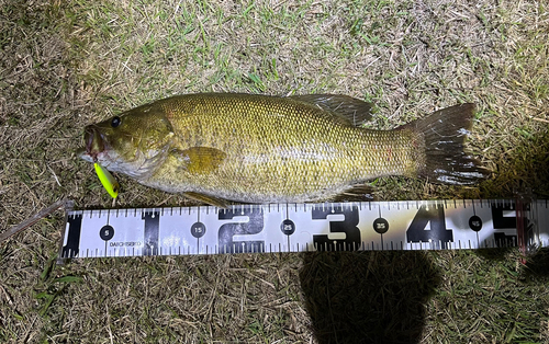 スモールマウスバスの釣果