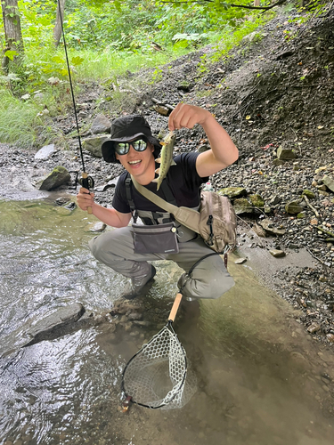 ニジマスの釣果