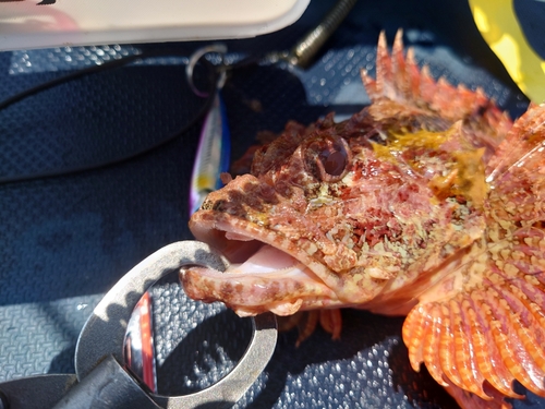 オニカサゴの釣果