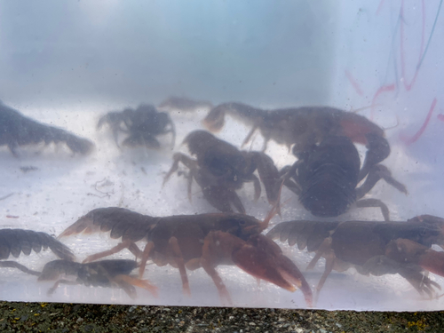 ニホンザリガニの釣果・釣り情報まとめ【2024年最新】 - アングラーズ | 釣果600万件の魚釣り情報サイト