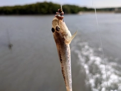 ハゼの釣果