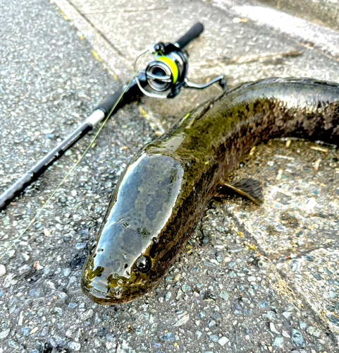 カムルチーの釣果