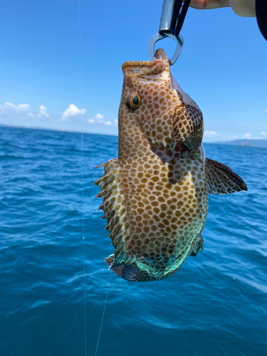 オオモンハタの釣果