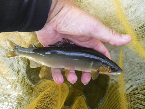 アユの釣果