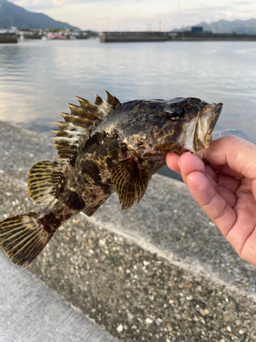 タケノコメバルの釣果