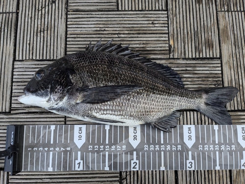 クロダイの釣果