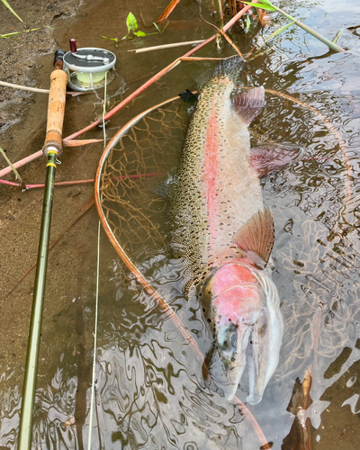 ニジマスの釣果