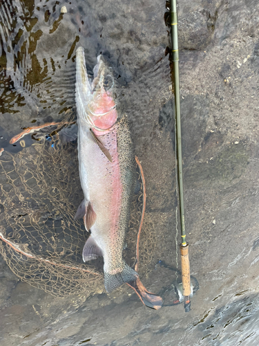 ニジマスの釣果