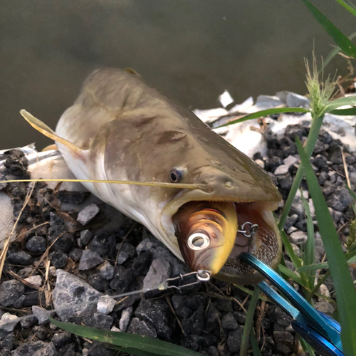 ヨーロッパオオナマズの釣果