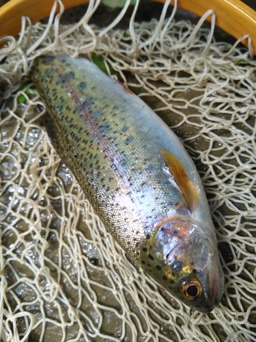 ニジマスの釣果