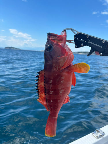 アカハタの釣果