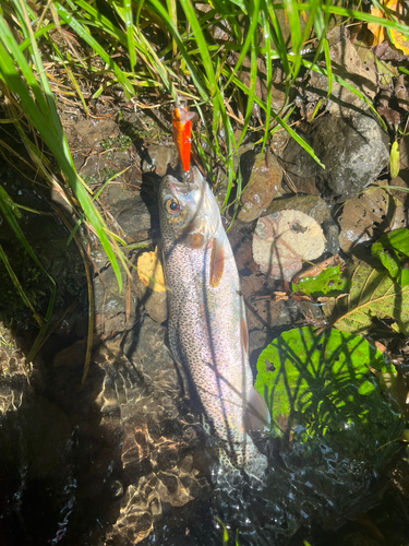 ニジマスの釣果