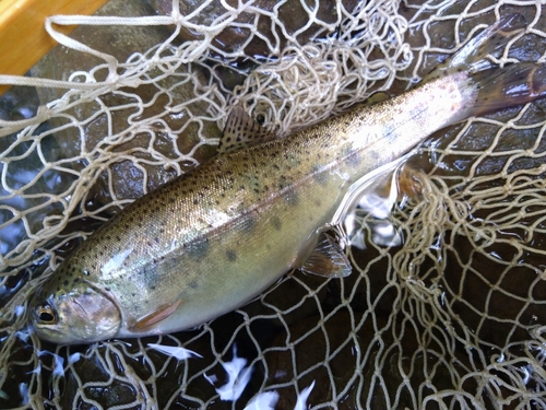 ニジマスの釣果