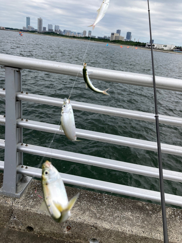 サッパの釣果