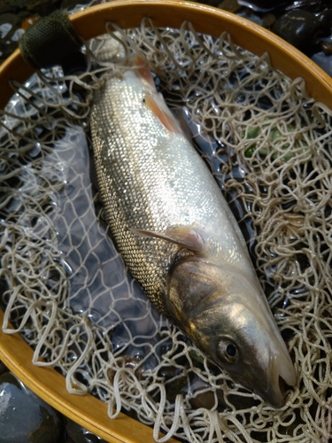 ウグイの釣果