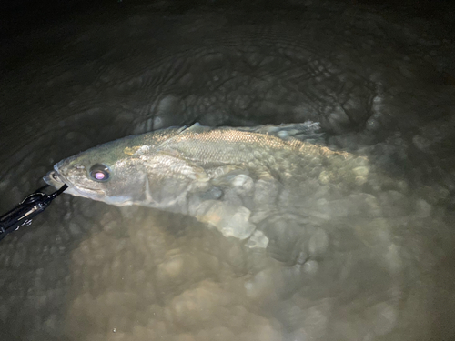 スズキの釣果