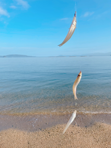 キスの釣果