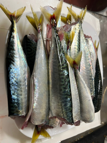 サバの釣果