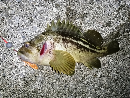 シマゾイの釣果