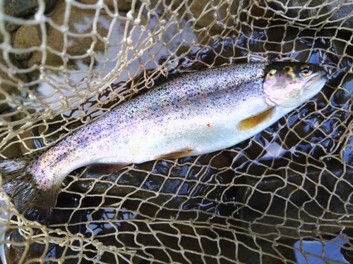 ニジマスの釣果