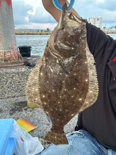 ヒラメの釣果